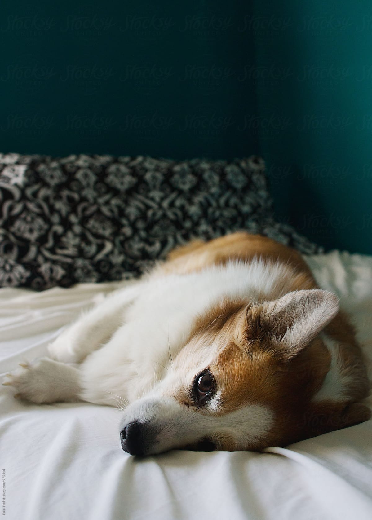 corgi mix dog relaxes on bed