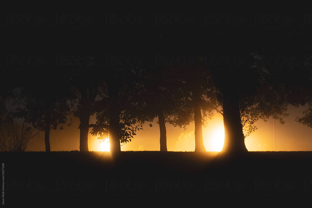 Trees silhouetted in a park at night