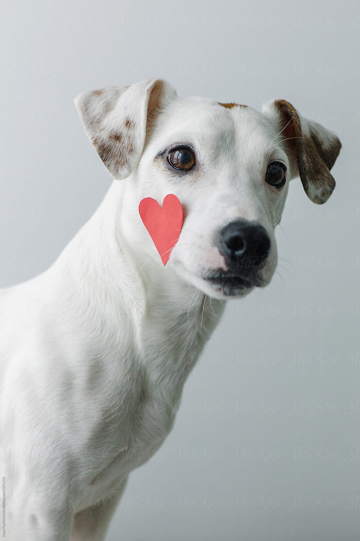 A dog with heart on cheek