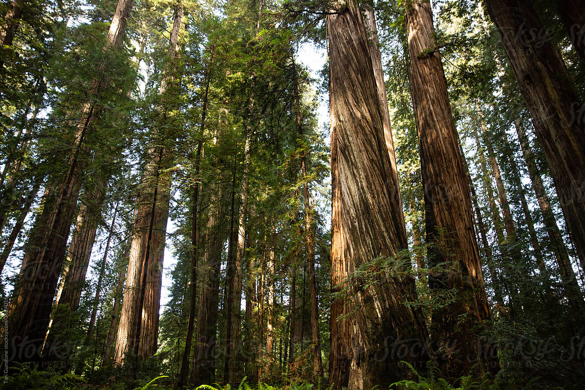 Redwood forest landscape