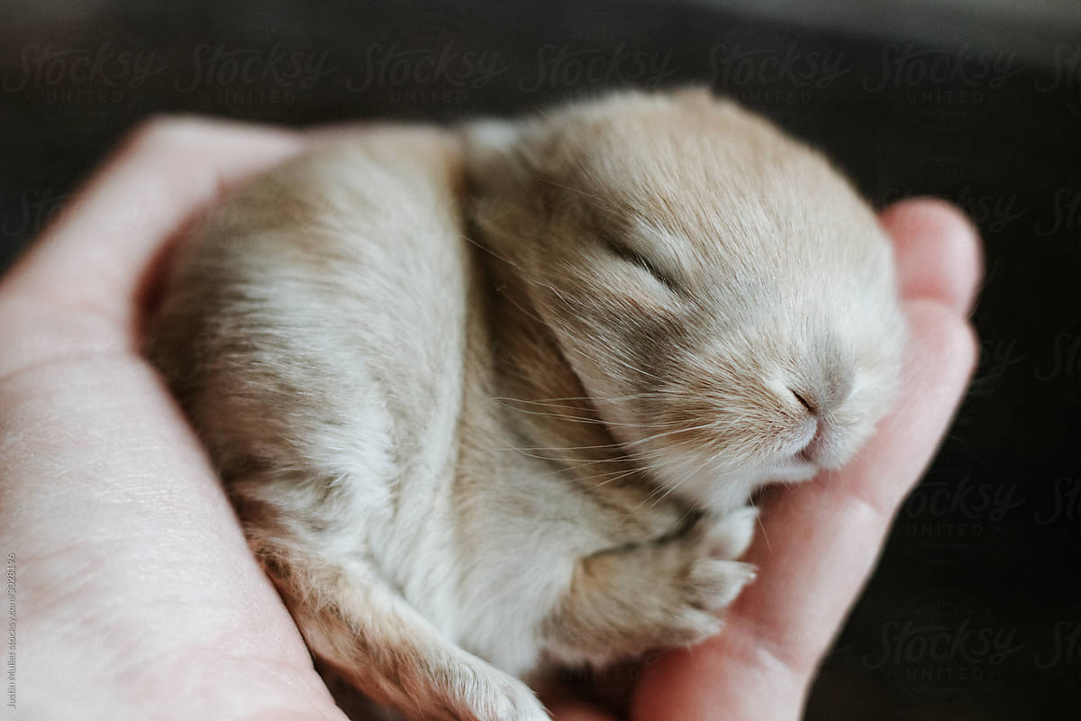 Sleepy Baby Bunny 