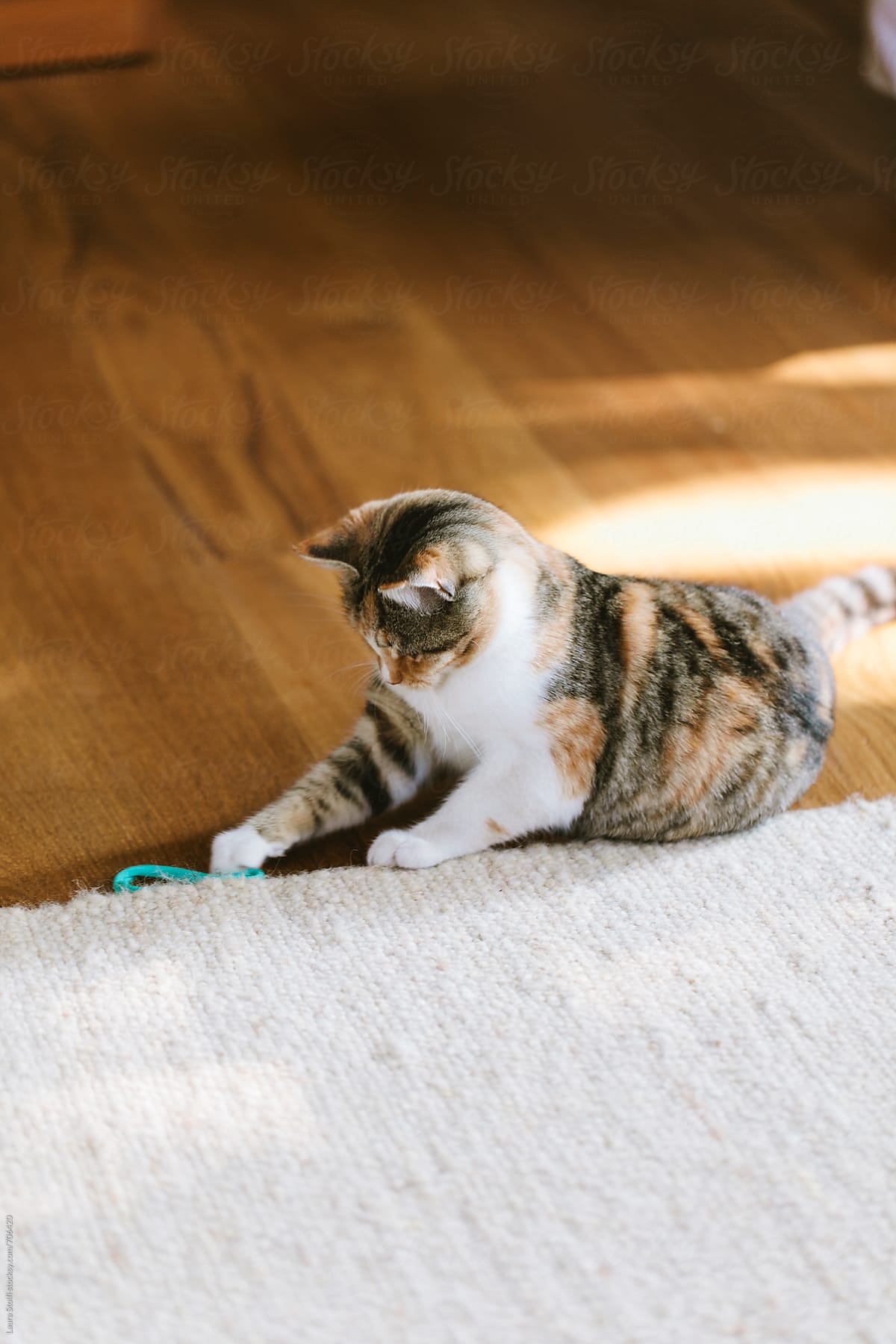 Cat grabbing an hair band while laying on living room floor
