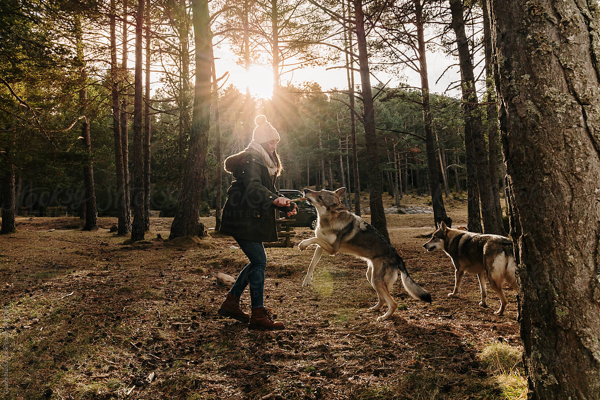 Woman  playing with wolf dog in the forest