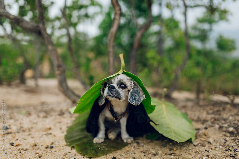 A cute puppy under a leaf for cover to the rain