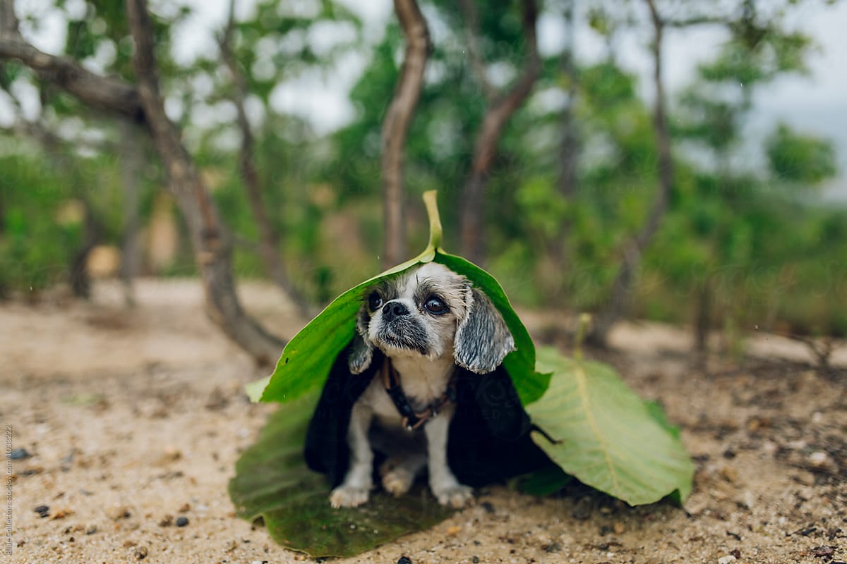 A cute puppy dog standing in the rain wearing a leaf raincoat