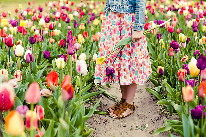 Little girl in a field of colorful flowers picking tulips