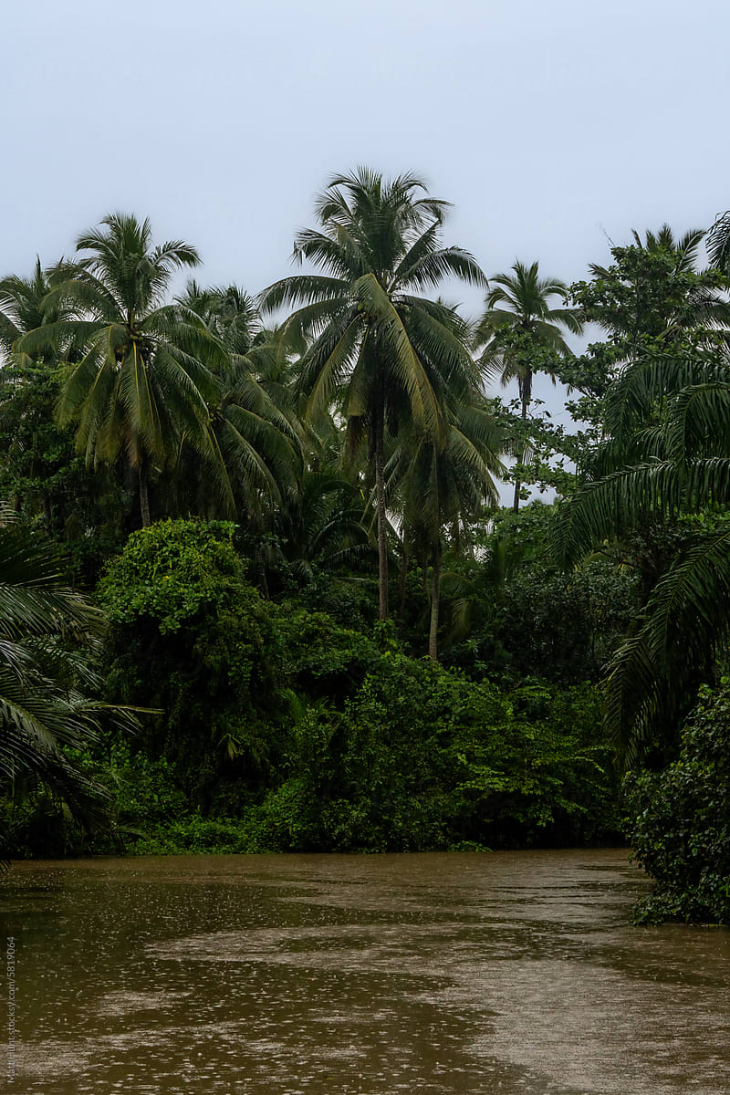 Vertical shot of palms in the jungle where a river flows in Thailand