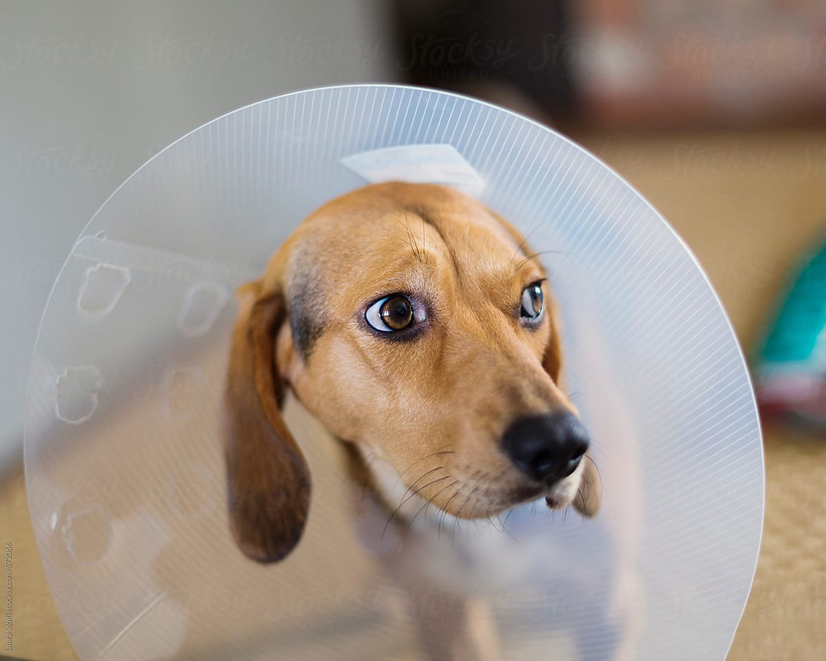 Close-up of upset bloodhound dog wearing E-collar
