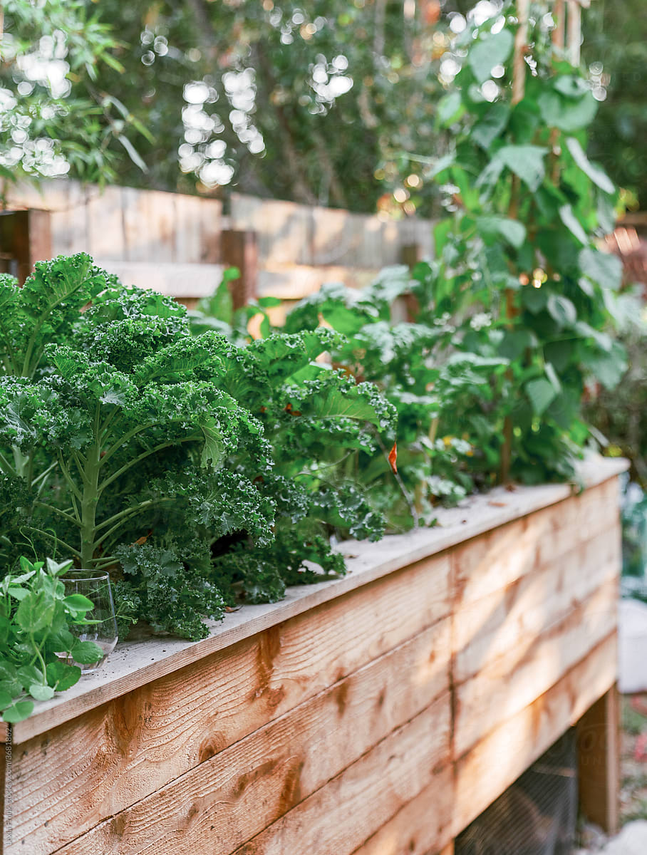 urban farm raised vegetable garden