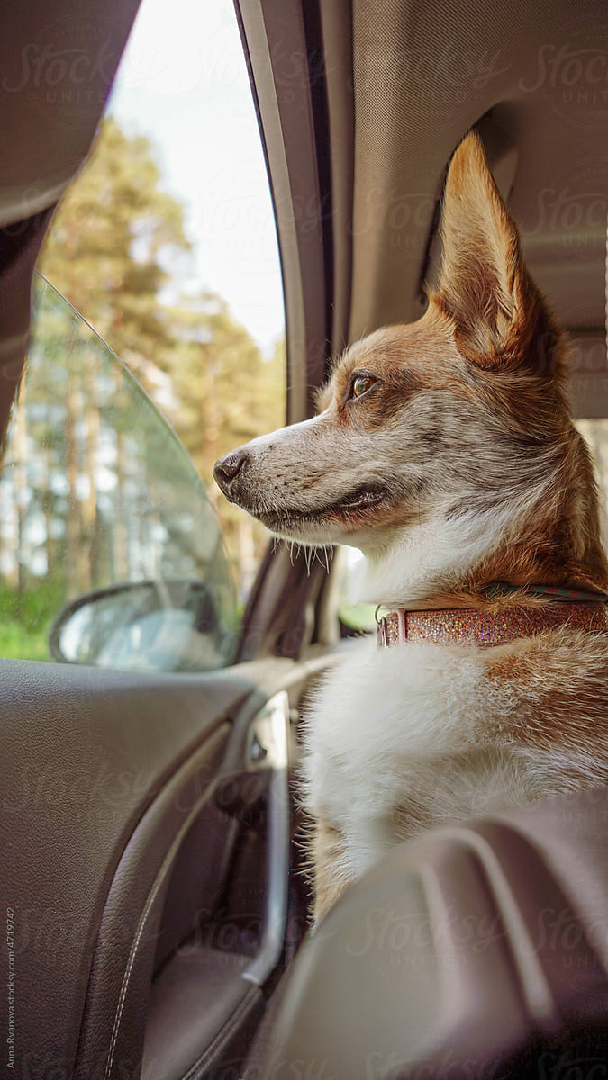 Corgi dog looks out the window in the car