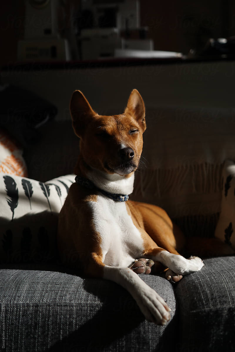 Sleepy dog laying on a couch in the sun with his paws crossed