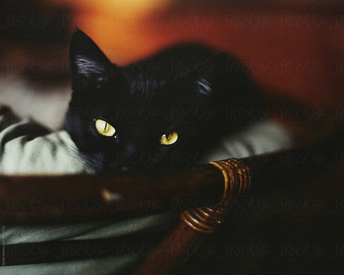 Black Cat Resting
