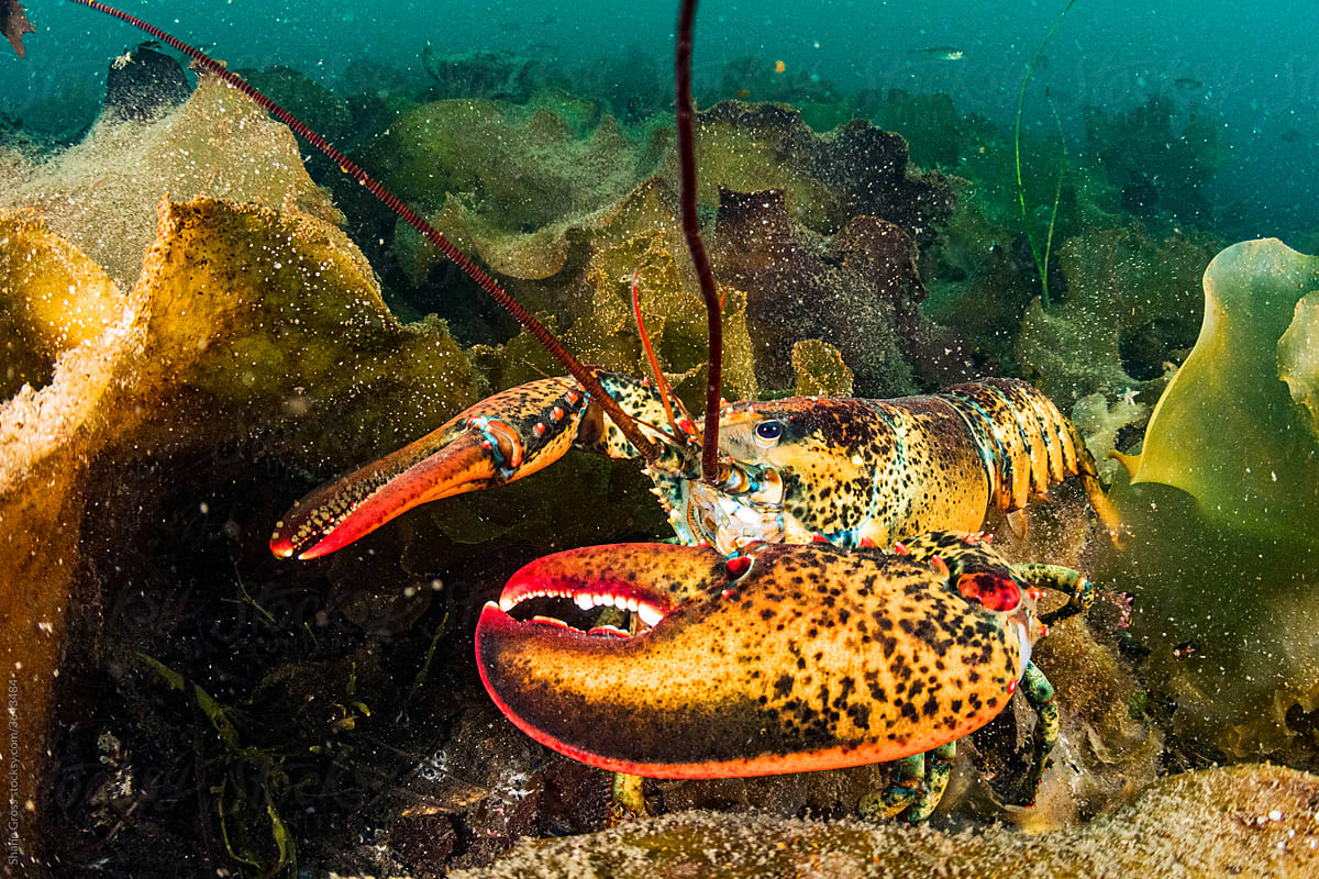 american lobster underwater
