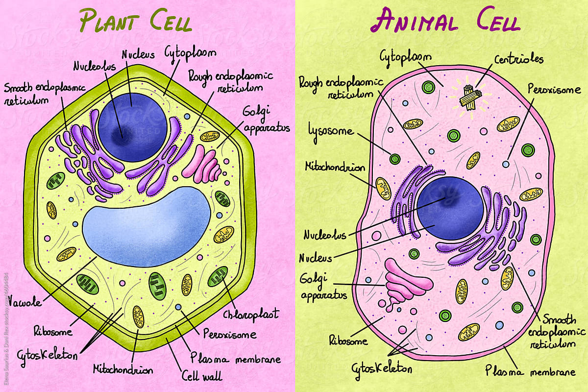 animal cell diagram cytoskeleton