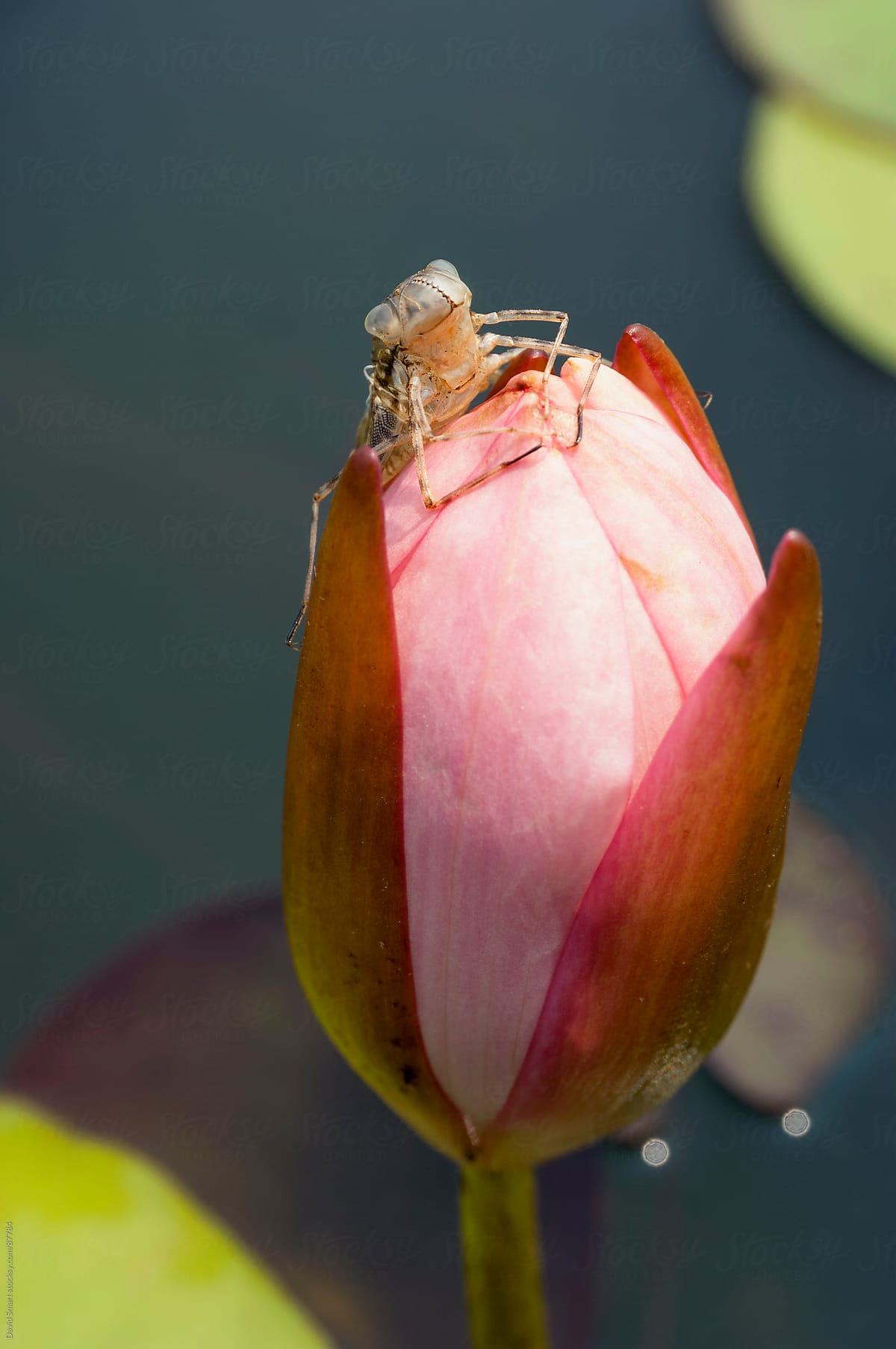 Dragonfly exuvia on a waterlily bud