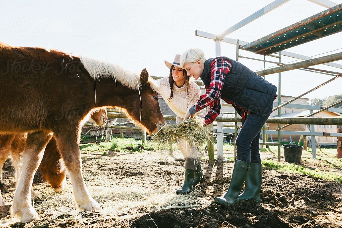 Women farmers feeding ponies on farm.