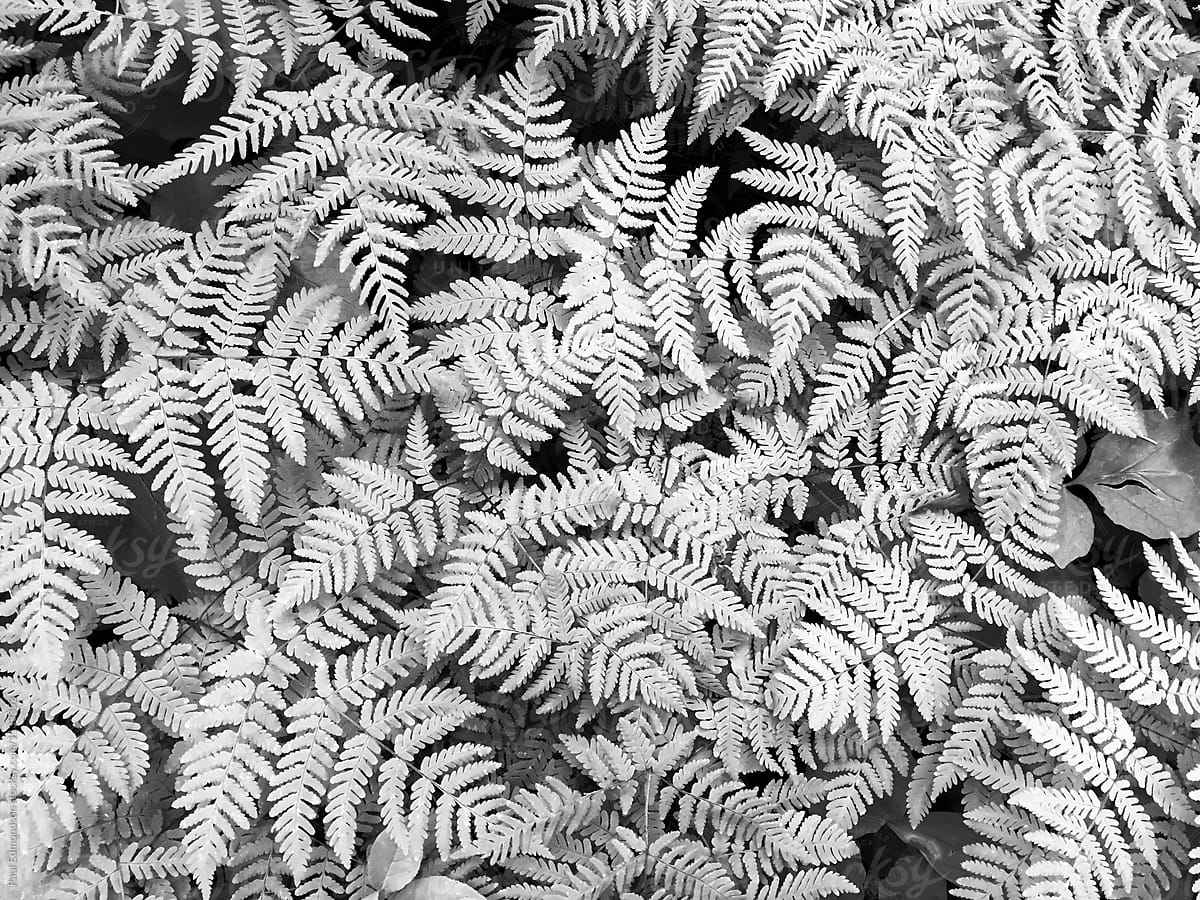 Close up, of maidenhair ferns, North Cascades, WA