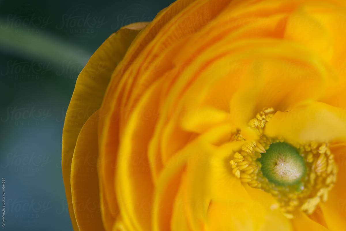 Macro of off center yellow ranunculus flower