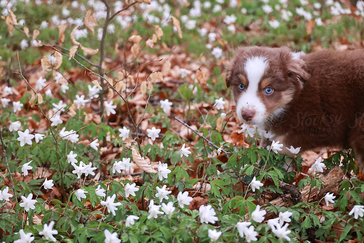 A brown and white puppy is standing in a field of white flowers