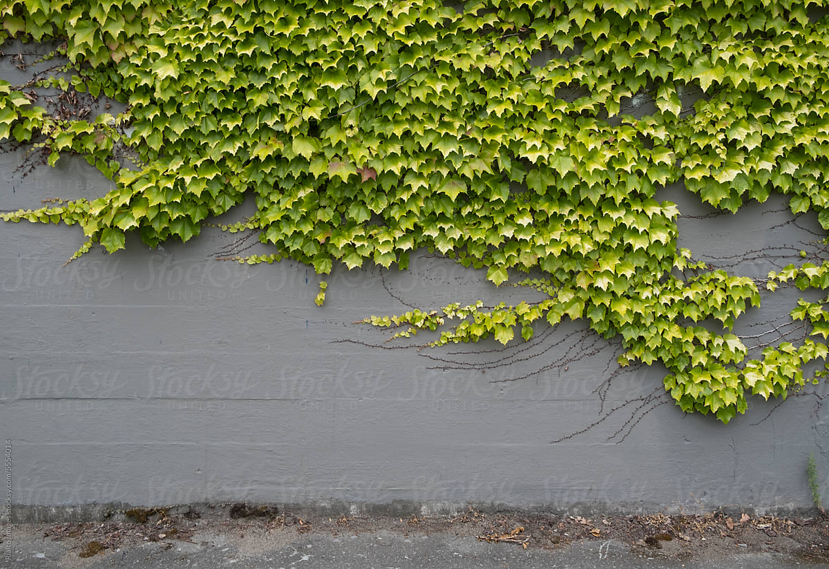 Vine and ivy growing on urban wall