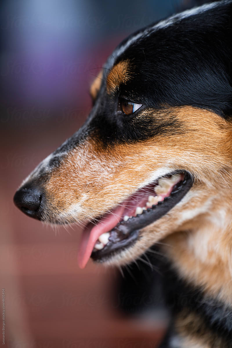 Face of a border collie dog