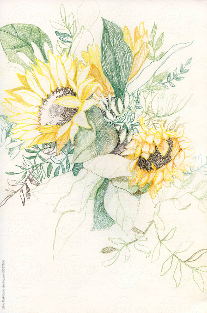 Colored Pencils Drawing Of Bouquet Of Sunflowers By Liliya Rodnikova Art Illustration Stocksy United Select from 35653 printable coloring pages of cartoons, animals, nature, bible and many more. colored pencils drawing of bouquet of