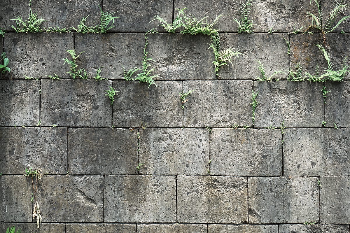 Concrete block wall with small plants