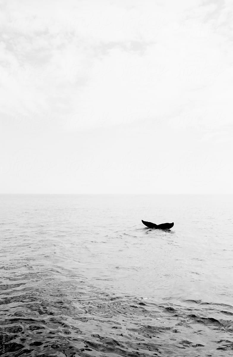 The Last Glimpse of a Whale\'s Tail
