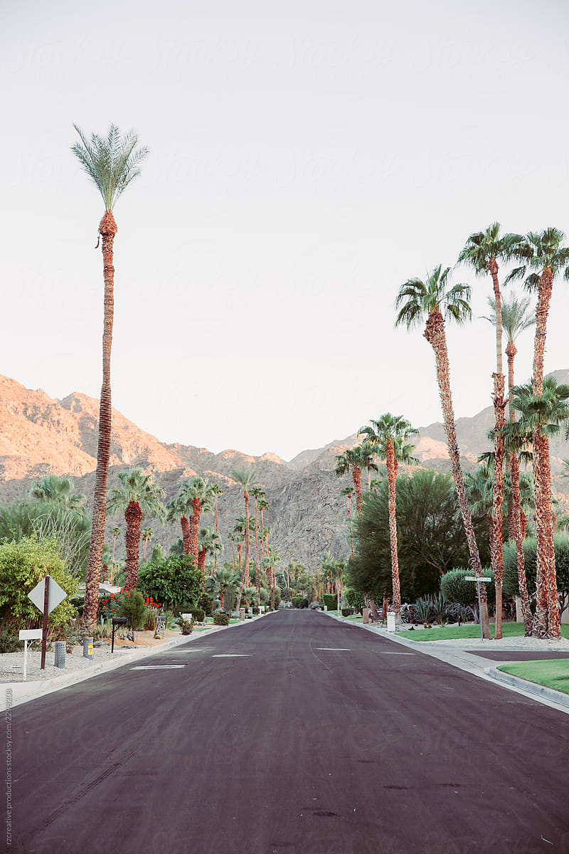 Empty desert road lined by palm trees.