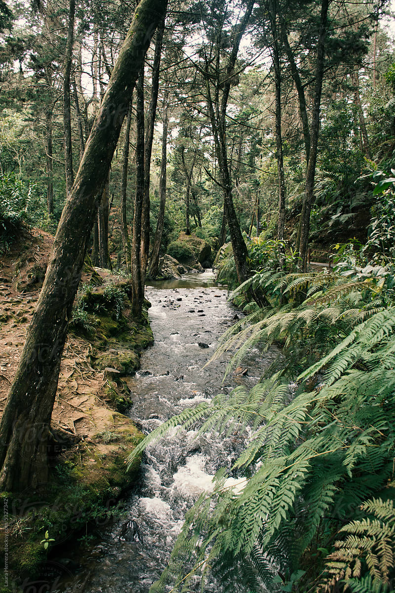 Calm thin dark river flowing through the forest