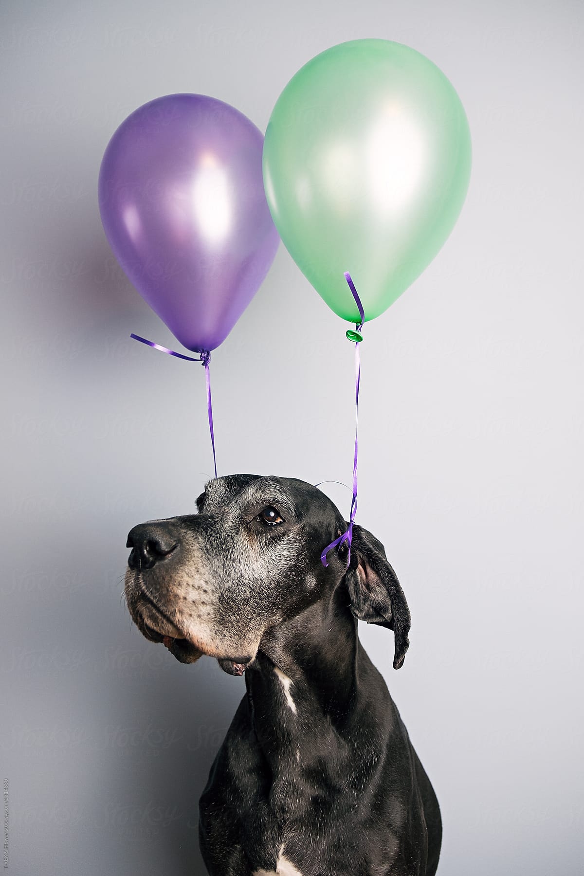 A dog with balloons on the ears