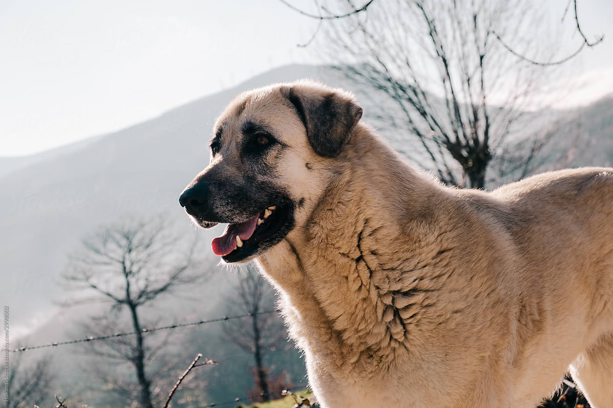 close up of anatolian shepherd dog