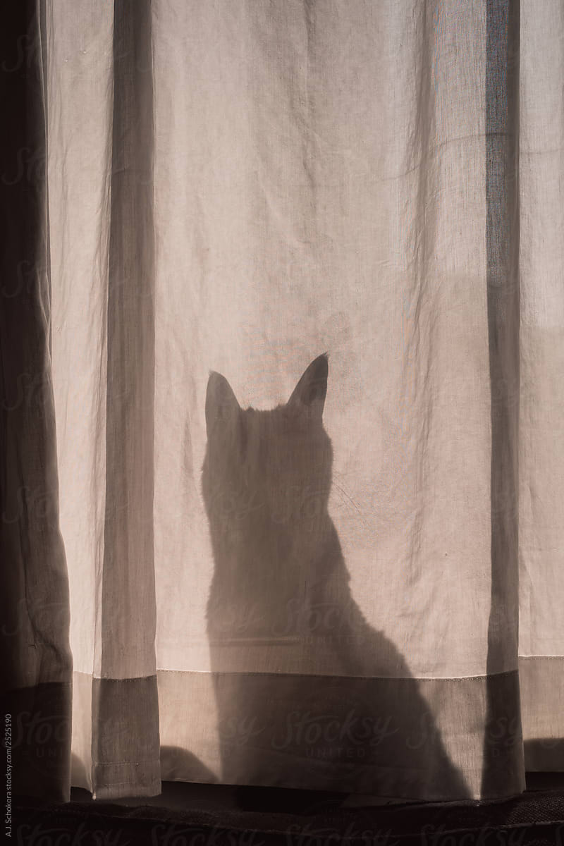 Cat Silhouette