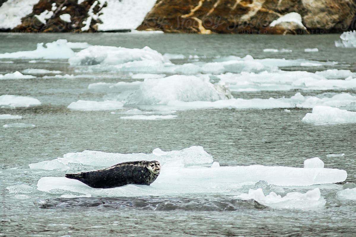 Resting wild seal on an iceberg in Alaska