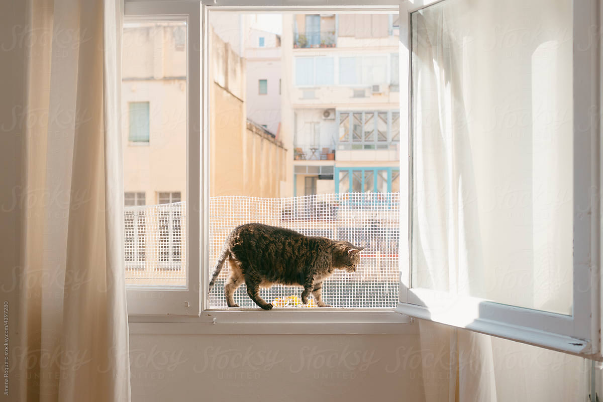 Cat in city apartment window