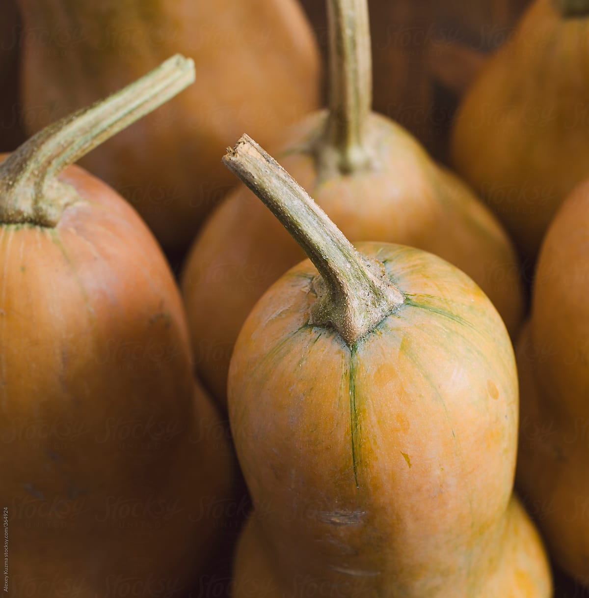 Pumpkins in closeup