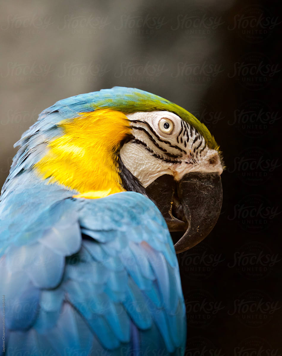 The magnificent colours of the tropical Macaw bird