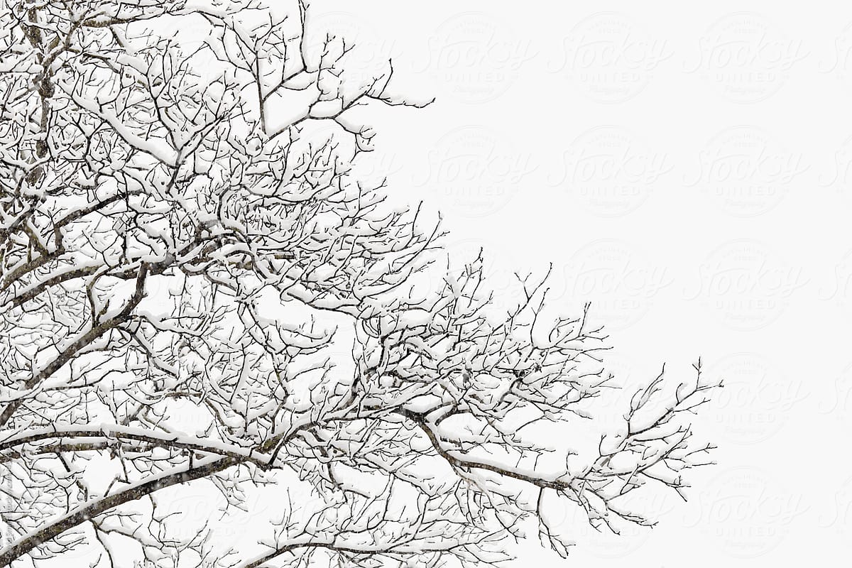 Snow covered branches of a hickory tree