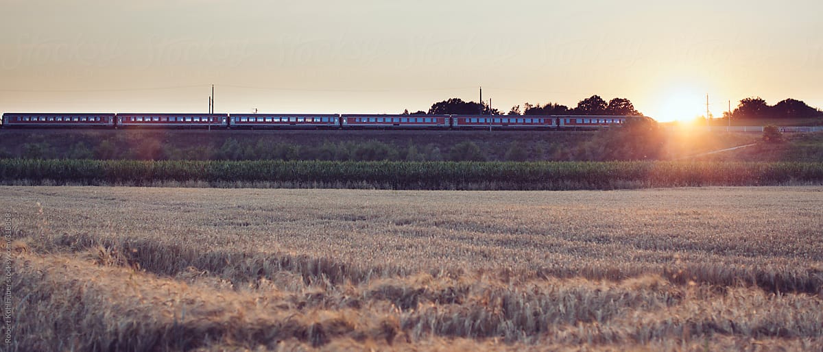 A train with corn field in the foreground