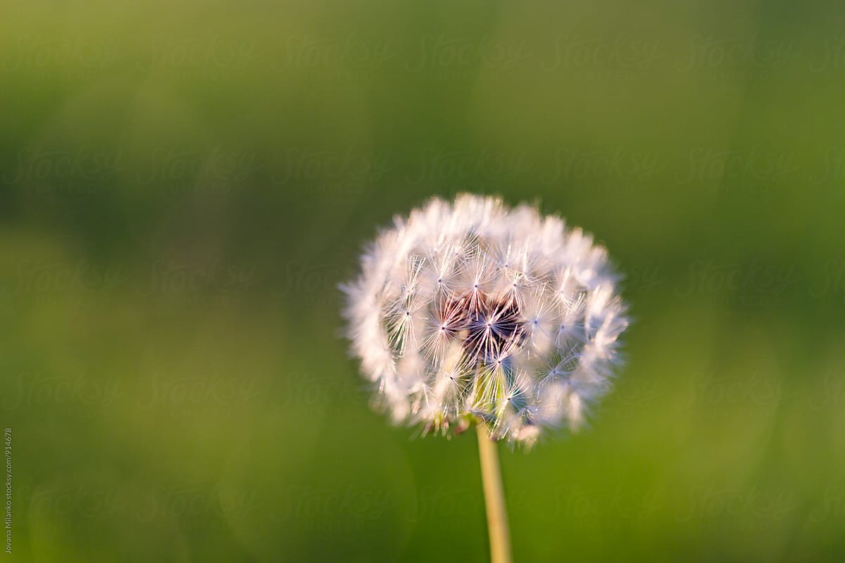 White dandelion on a green meadow