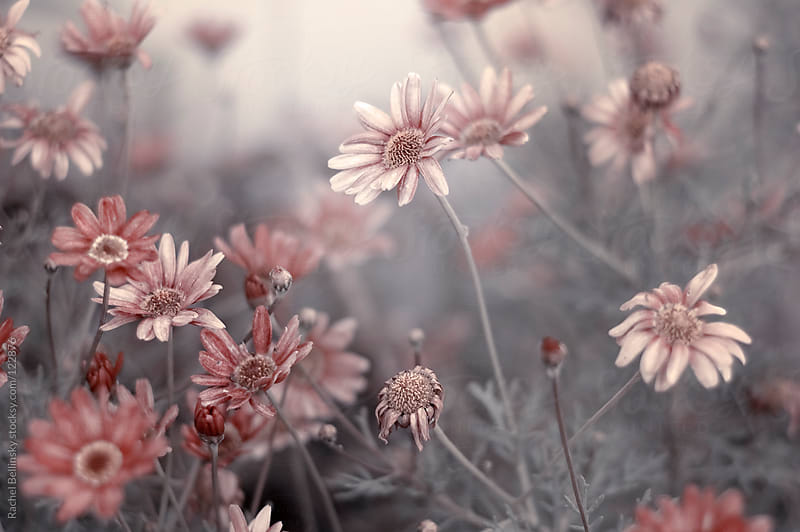 Pale pink flowers slowly dying on grey stems by Rachel ...