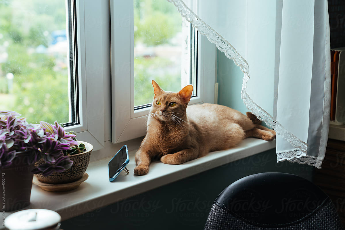Cat on the windowsill