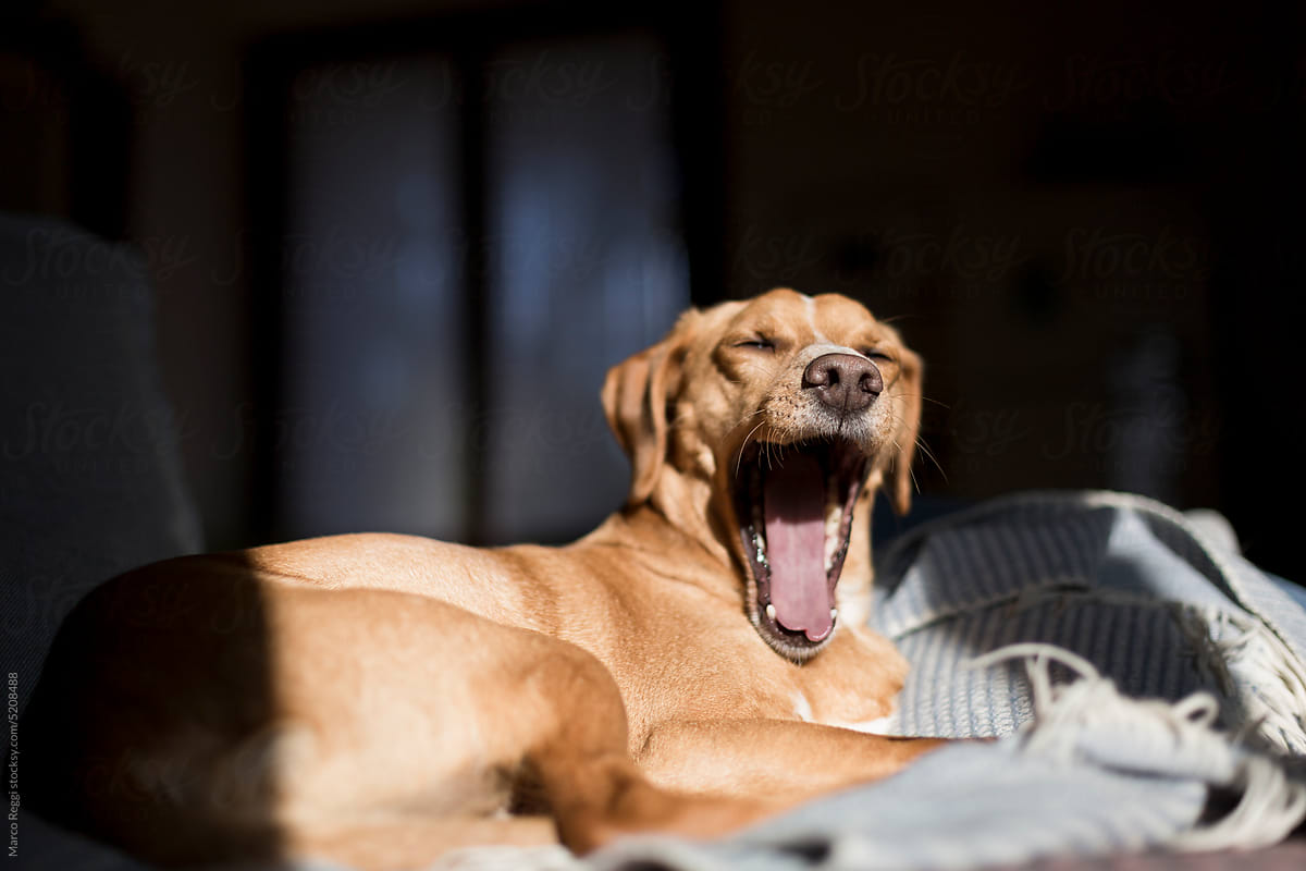 Sleepy and Lazy Dog Yawns