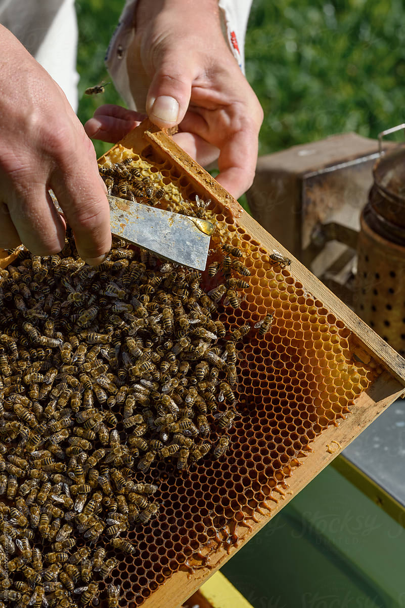 Crop beekeeper checking honey in honeycomb
