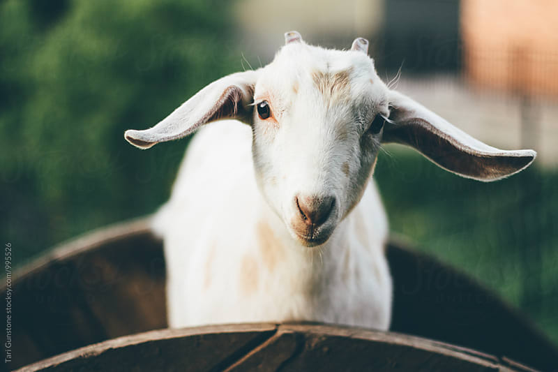 Baby goat looking at camera