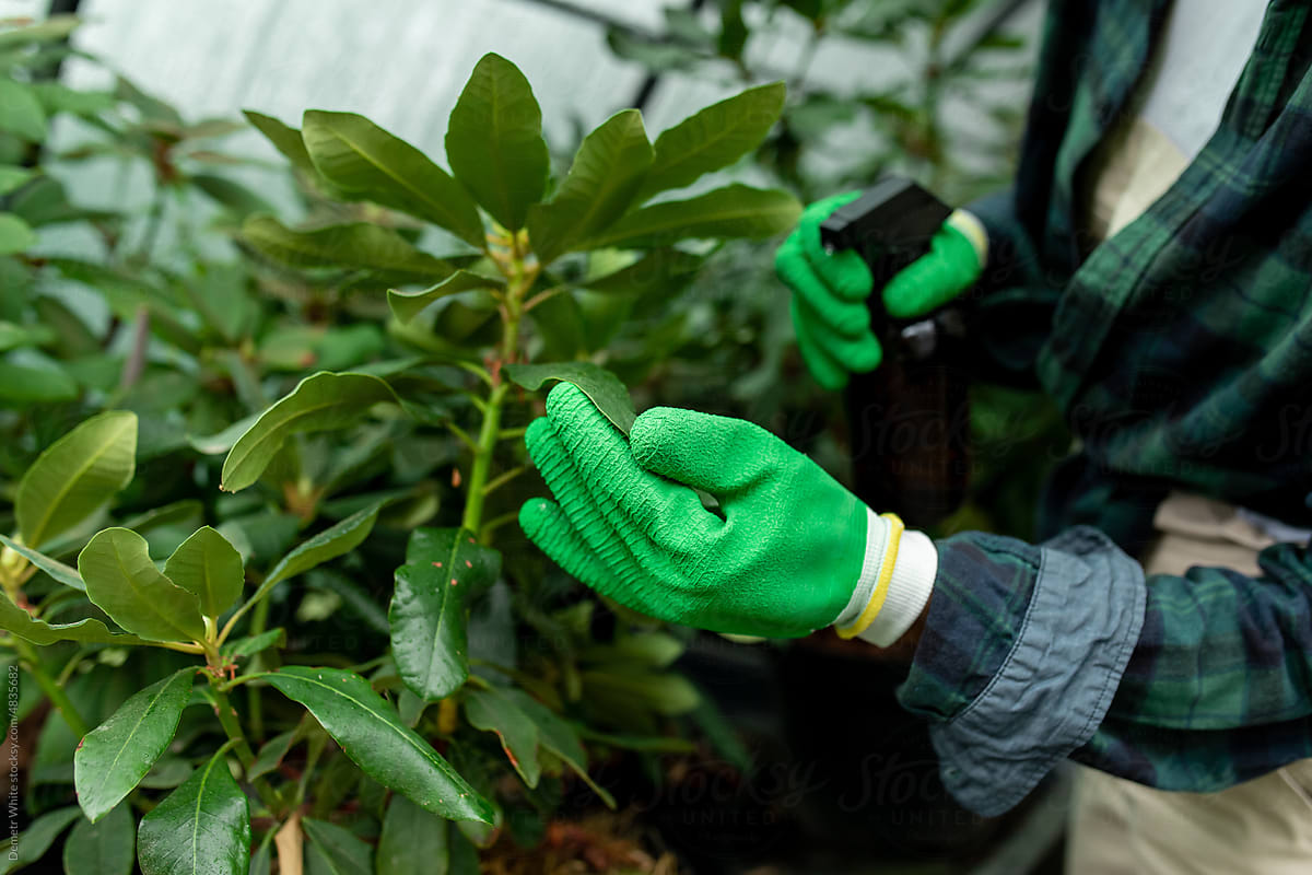 Hands in green gloves watering plants