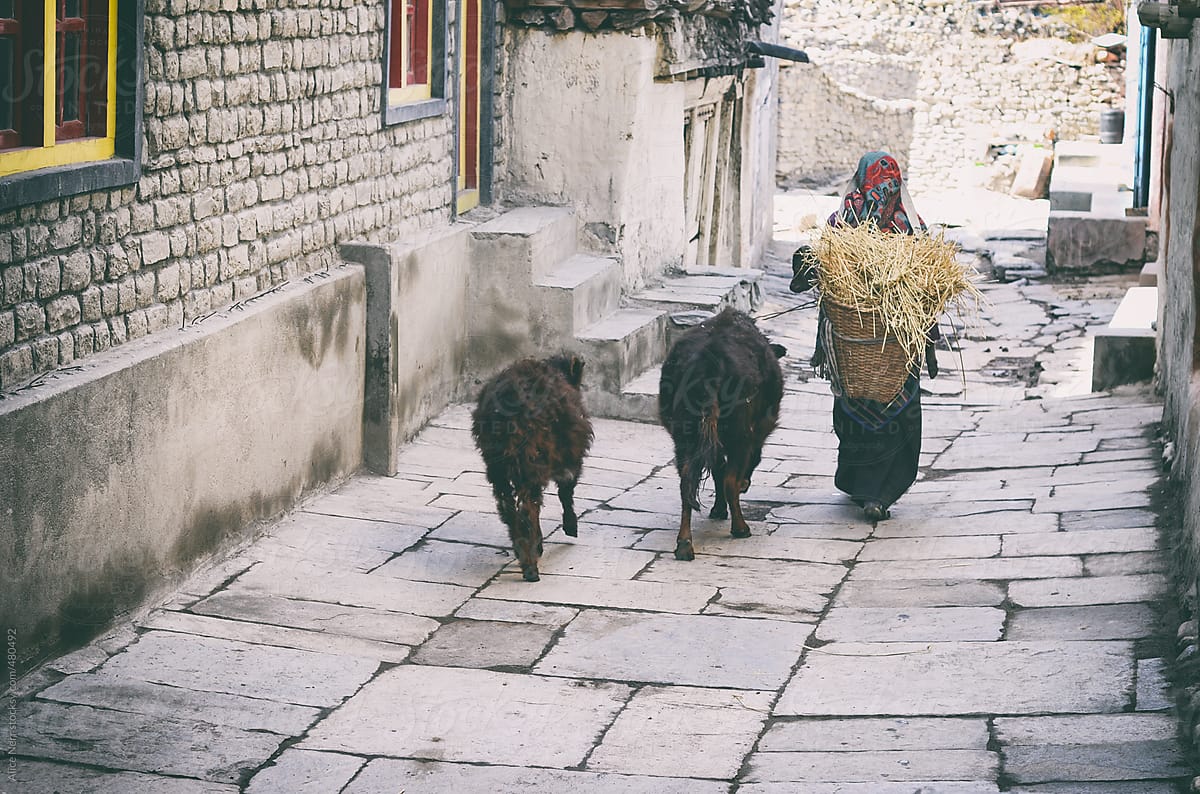 Old lady with two fluffy little mountain cows