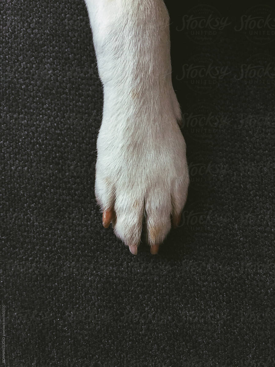 Overhead of a dog\'s white paw.