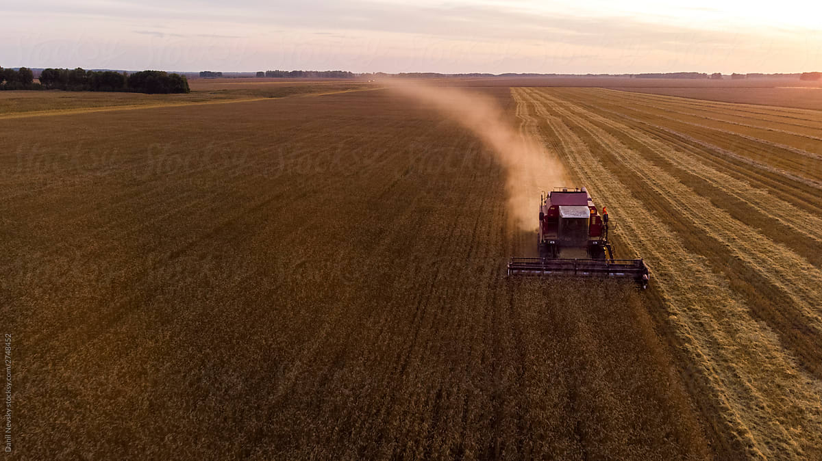 Combine harvester collecting ripe wheat in field during sunset