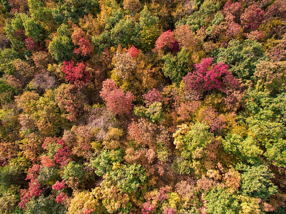 Autumn forest aerial view